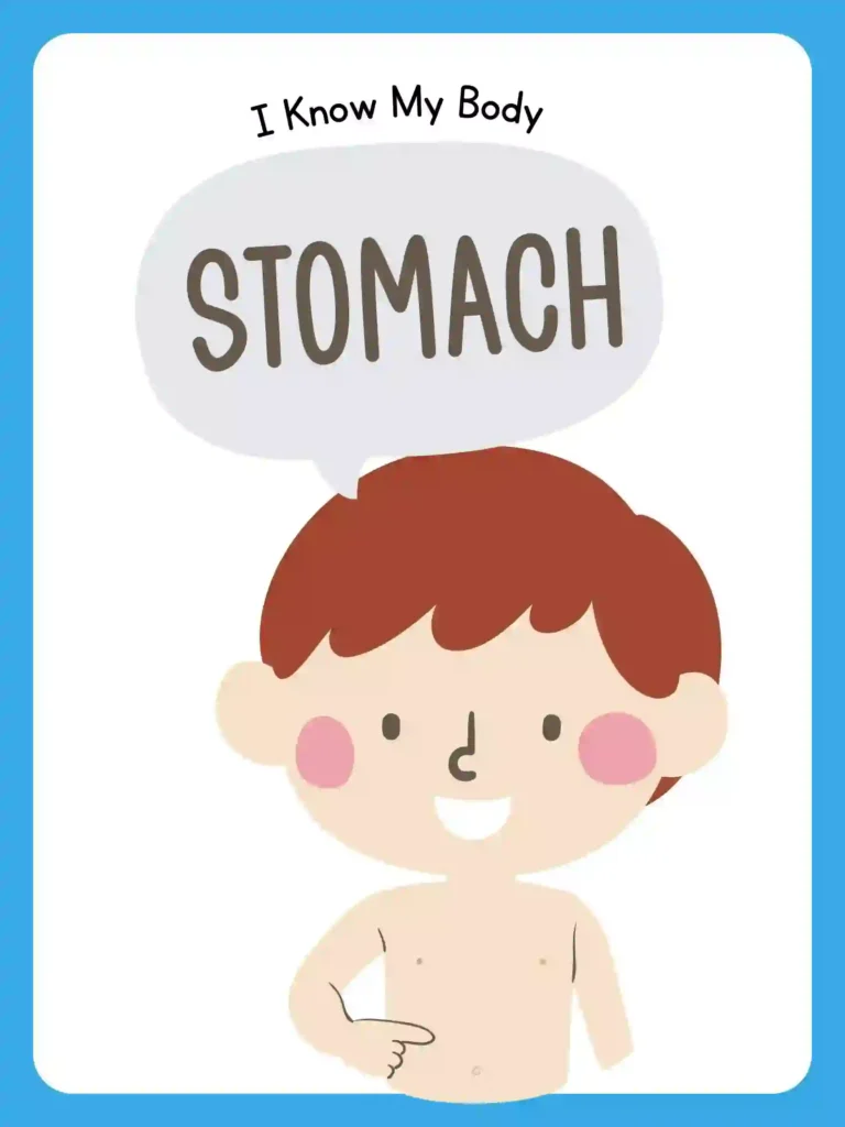 Printable Body Parts Posters For preschoolers and kindergarten (stomach)