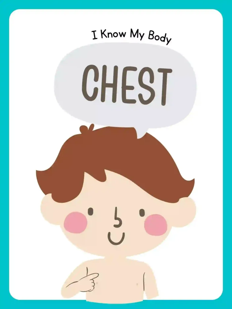 Printable Body Parts Posters For preschoolers and kindergarten (chest)